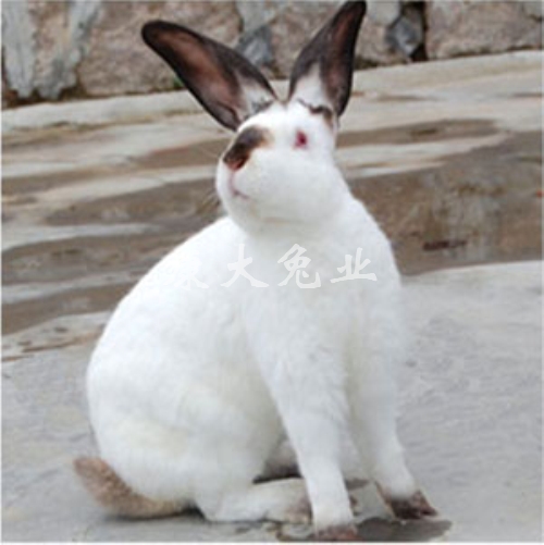伊拉兔A系