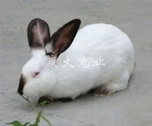 伊拉兔A系2