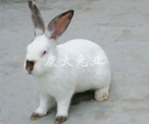 伊拉兔B系2