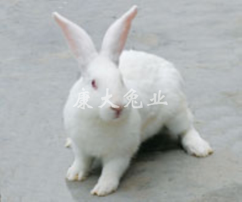 伊拉兔C系1