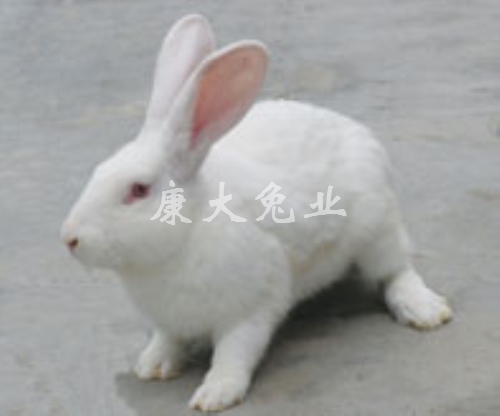 伊拉兔C系2