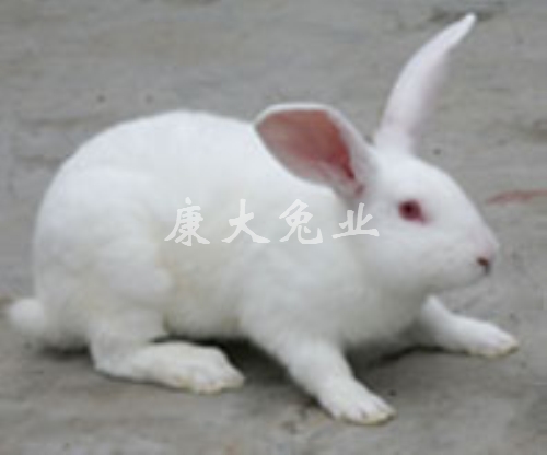 伊拉兔D系1