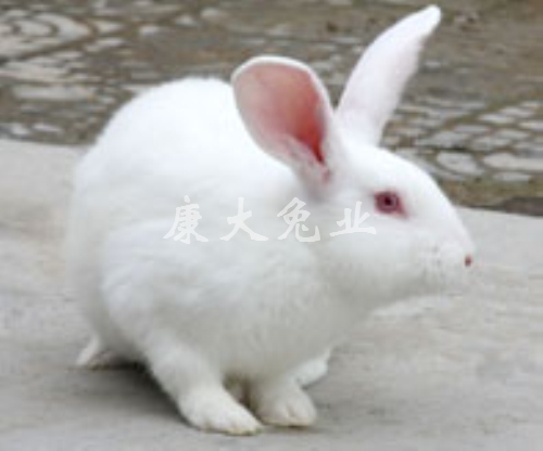 伊拉兔D系2